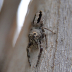 Sandalodes superbus at Higgins Woodland - 4 Feb 2024 04:57 PM