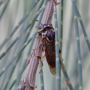 Pergagrapta sp. (genus) at Higgins Woodland - 4 Feb 2024 05:07 PM