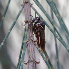 Pergagrapta sp. (genus) at Higgins Woodland - 4 Feb 2024