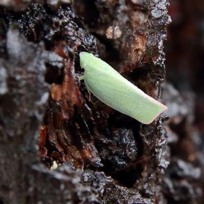 Siphanta acuta (Green planthopper, Torpedo bug) at Higgins, ACT - 4 Feb 2024 by Trevor