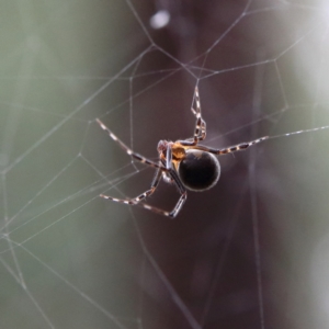 Theridiidae (family) at Higgins Woodland - 4 Feb 2024 05:38 PM