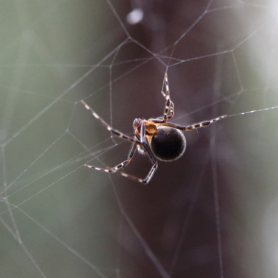 Theridiidae (family) (Comb-footed spider) at Higgins Woodland - 4 Feb 2024 by Trevor