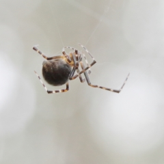 Theridiidae (family) at Higgins Woodland - 4 Feb 2024