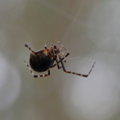 Theridiidae (family) at Higgins Woodland - 4 Feb 2024