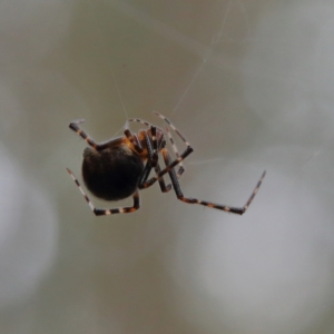 Theridiidae (family) at Higgins Woodland - 4 Feb 2024 05:38 PM