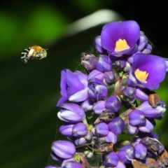 Amegilla sp. (genus) (Blue Banded Bee) at Brisbane City, QLD - 1 Feb 2024 by TimL