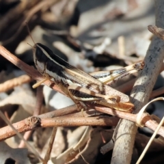 Macrotona australis (Common Macrotona Grasshopper) at Wodonga - 2 Feb 2024 by KylieWaldon