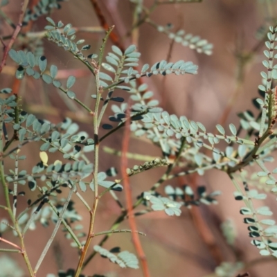 Indigofera adesmiifolia (Tick Indigo) at Wodonga - 2 Feb 2024 by KylieWaldon