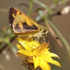 Ocybadistes walkeri (Green Grass-dart) at Wodonga - 2 Feb 2024 by KylieWaldon