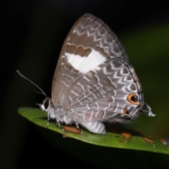 Jalmenus sp. (genus) at Capalaba, QLD - 4 Feb 2024 by TimL