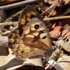 Geitoneura klugii (Marbled Xenica) at Wodonga - 3 Feb 2024 by KylieWaldon