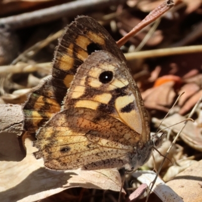 Geitoneura klugii (Marbled Xenica) at Wodonga - 3 Feb 2024 by KylieWaldon