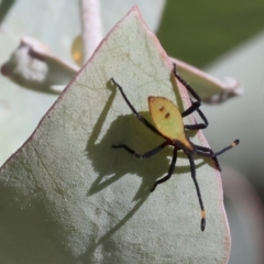 Amorbus obscuricornis (Eucalyptus Tip Wilter) at WREN Reserves - 3 Feb 2024 by KylieWaldon