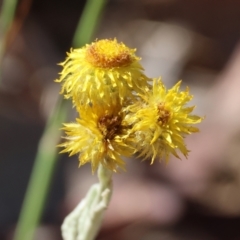 Chrysocephalum apiculatum (Common Everlasting) at Wodonga - 2 Feb 2024 by KylieWaldon