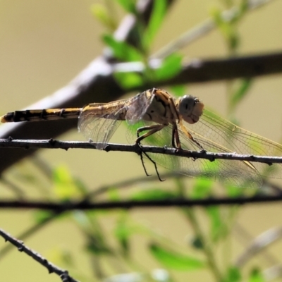 Orthetrum caledonicum (Blue Skimmer) at Wodonga - 3 Feb 2024 by KylieWaldon