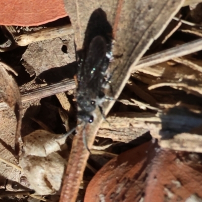 Unverified Velvet Ant (Mutillidae) at WREN Reserves - 3 Feb 2024 by KylieWaldon