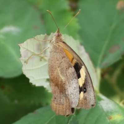Heteronympha merope (Common Brown Butterfly) at Wodonga - 2 Feb 2024 by KylieWaldon