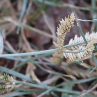 Eleusine tristachya (Goose Grass, Crab Grass, American Crows-Foot Grass) at Baranduda Recreation Reserve - 2 Feb 2024 by KylieWaldon