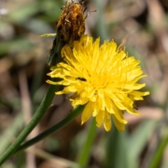 Dasytinae (subfamily) (Soft-winged flower beetle) at Gungaderra Grasslands - 2 Feb 2024 by pixelnips
