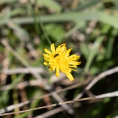 Dasytinae (subfamily) (Soft-winged flower beetle) at Gungaderra Grasslands - 2 Feb 2024 by pixelnips