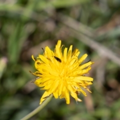 Dasytinae (subfamily) (Soft-winged flower beetle) at Gungaderra Grasslands - 2 Feb 2024 by pixelnips