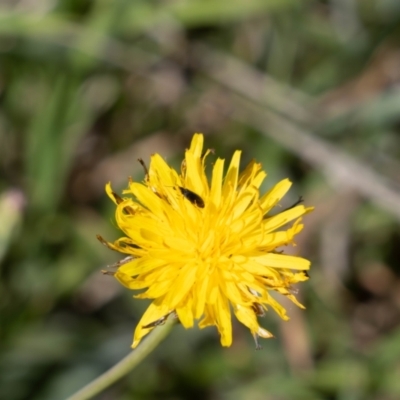 Dasytinae (subfamily) (Soft-winged flower beetle) at Gungaderra Grasslands - 2 Feb 2024 by pixelnips