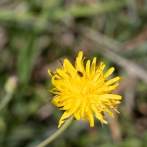 Dasytinae (subfamily) at Gungaderra Grassland (GUN_6) - 2 Feb 2024