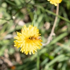 Apis mellifera (European honey bee) at Gungaderra Grassland (GUN_6) - 2 Feb 2024 by pixelnips