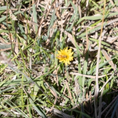 Apis mellifera (European honey bee) at Gungaderra Grassland (GUN_6) - 1 Feb 2024 by pixelnips