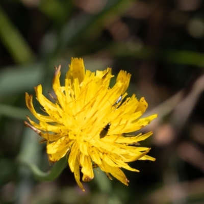 Dasytinae (subfamily) (Soft-winged flower beetle) at Gungaderra Grassland (GUN_6) - 2 Feb 2024 by pixelnips