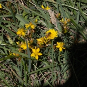 Apis mellifera at Gungaderra Grassland (GUN_6) - 2 Feb 2024