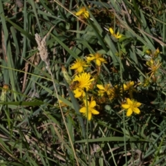 Apis mellifera at Gungaderra Grassland (GUN_6) - 2 Feb 2024