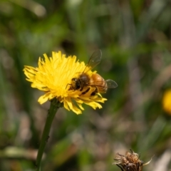 Apis mellifera (European honey bee) at Crace, ACT - 1 Feb 2024 by pixelnips