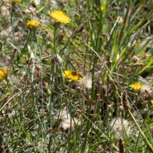 Apis mellifera at Gungaderra Grassland (GUN_6) - 2 Feb 2024 10:55 AM