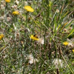 Apis mellifera at Gungaderra Grassland (GUN_6) - 2 Feb 2024 10:55 AM