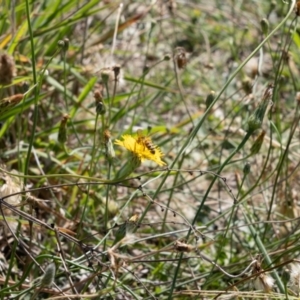 Apis mellifera at Gungaderra Grassland (GUN_6) - 2 Feb 2024 10:55 AM