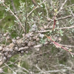 Leptospermum myrtifolium (Myrtle Teatree) at Back Creek TSR - 4 Feb 2024 by JaneR