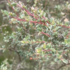 Leptospermum myrtifolium at QPRC LGA - 4 Feb 2024