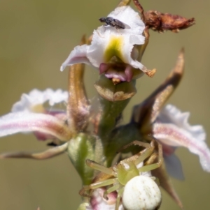 Lehtinelagia sp. (genus) at Namadgi National Park - suppressed