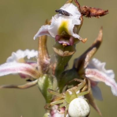 Lehtinelagia sp. (genus) (Flower Spider or Crab Spider) at Tharwa, ACT - 3 Feb 2024 by pixelnips