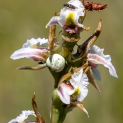 Lehtinelagia sp. (genus) at Namadgi National Park - suppressed