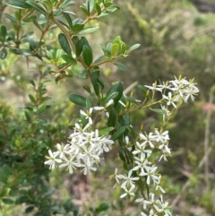 Bursaria spinosa subsp. lasiophylla (Australian Blackthorn) at QPRC LGA - 4 Feb 2024 by JaneR