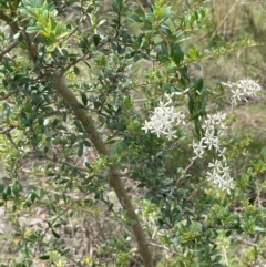 Bursaria spinosa subsp. lasiophylla at QPRC LGA - 4 Feb 2024 02:19 PM