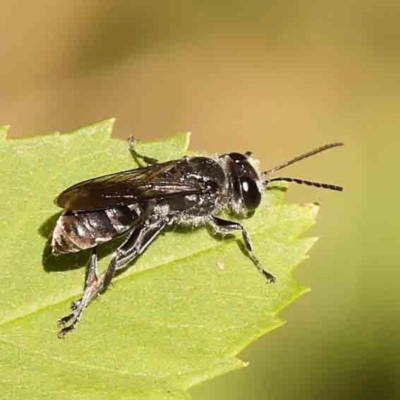 Pompilidae (family) at Sullivans Creek, Turner - 17 Nov 2023 by ConBoekel