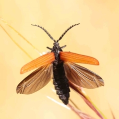Porrostoma rhipidium (Long-nosed Lycid (Net-winged) beetle) at Turner, ACT - 17 Nov 2023 by ConBoekel