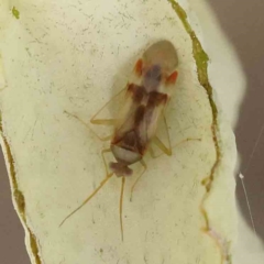 Miridae (family) (Unidentified plant bug) at Sullivans Creek, Turner - 18 Nov 2023 by ConBoekel