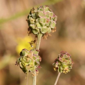 Sanguisorba minor at Sullivans Creek, Turner - 18 Nov 2023