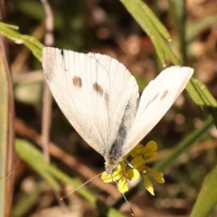 Pieris rapae (Cabbage White) at Sullivans Creek, Turner - 18 Nov 2023 by ConBoekel