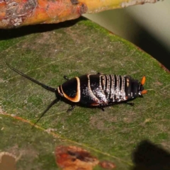 Ellipsidion australe (Austral Ellipsidion cockroach) at Sullivans Creek, Turner - 18 Nov 2023 by ConBoekel