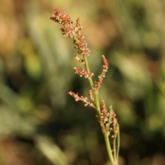 Rumex acetosella (Sheep Sorrel) at Haig Park - 17 Nov 2023 by ConBoekel